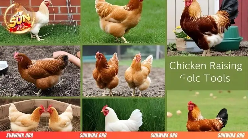 4 Cần lưu ý để đảm bảo hiệu quả trong việc chăm sóc và nuôi dưỡng gà