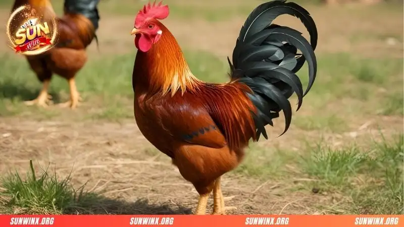 3 Hé lộ một số giống kê chất lượng cho tín đồ