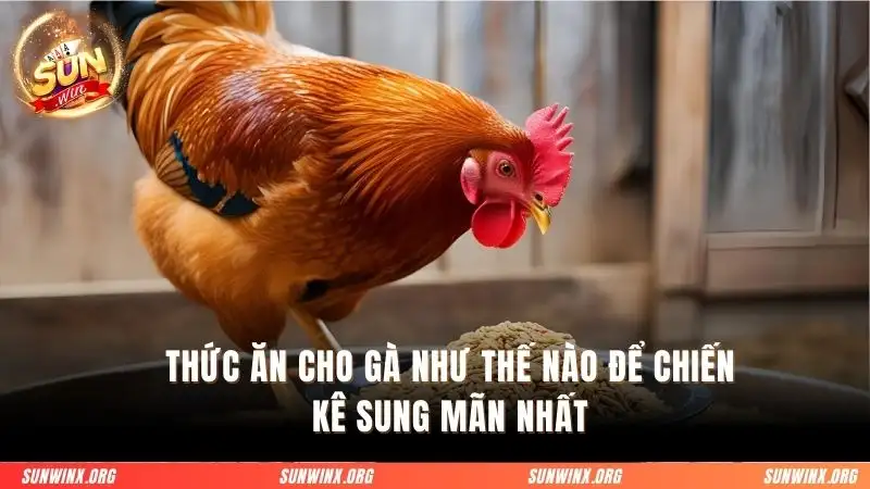 Thức ăn cho gà